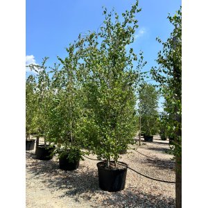 Breza previsnutá (Betula Alba pendula) - výška 350-400 cm, kont. C230L - VIACKMENNÁ